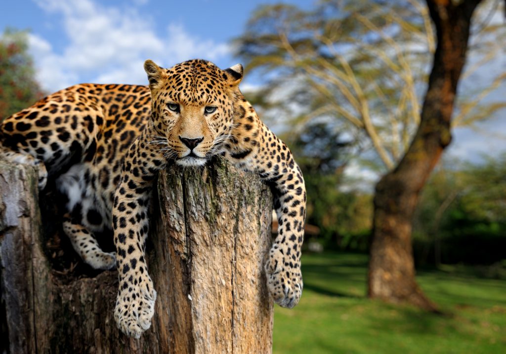 Leopard