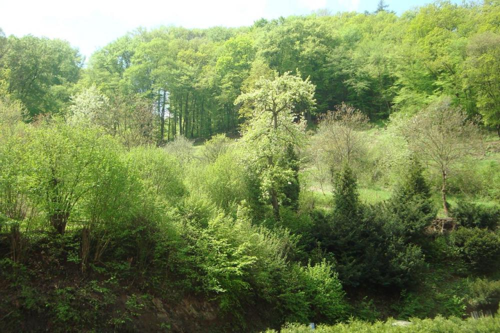 Bylinkářská vycházka Karlštejnsko