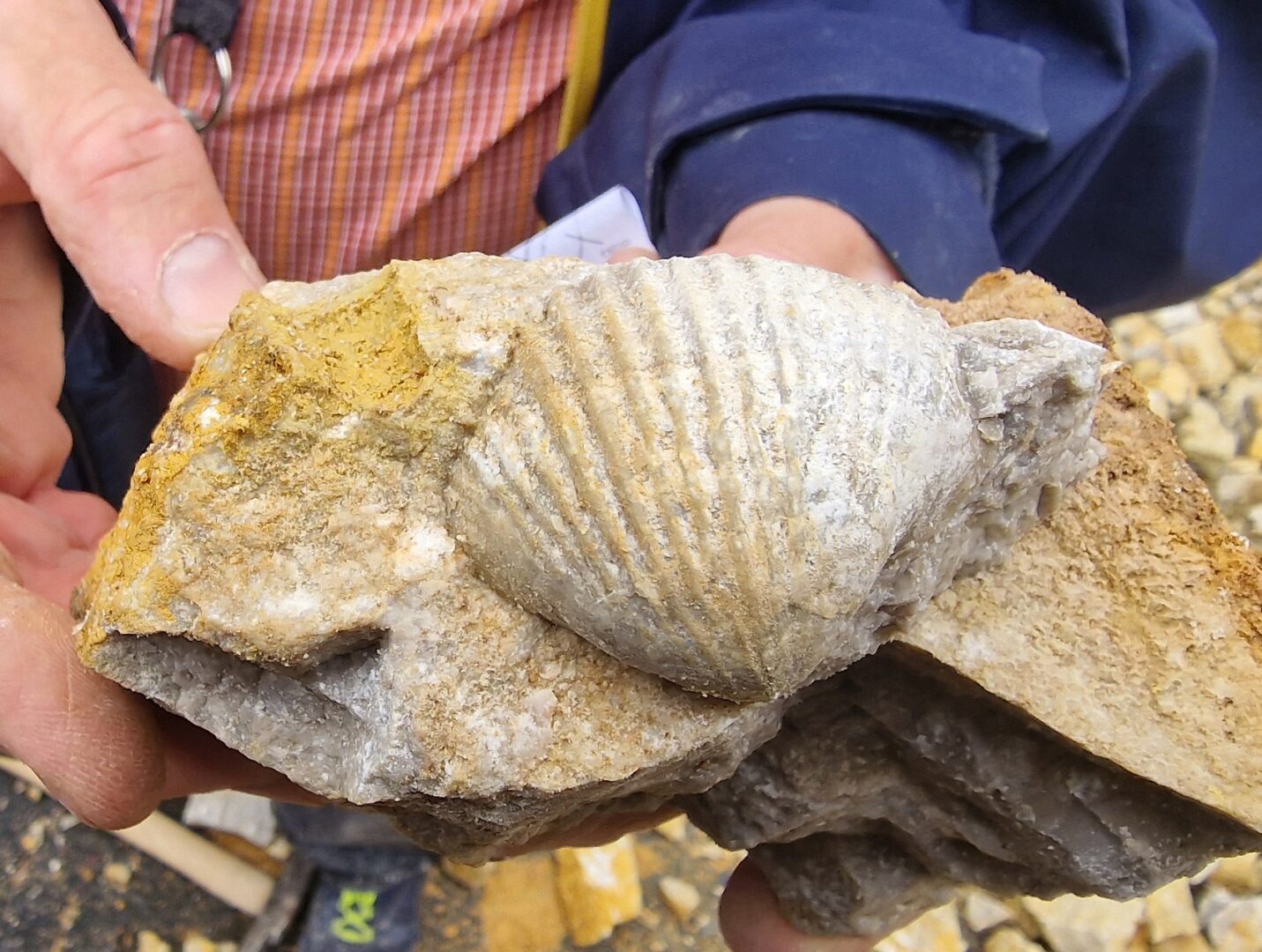 Geologická exkurze se sběrem zkamenělin v okolí Koněprus